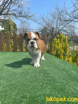 Bebek Surat Ingiliz Bulldog Yavrularimiz 2