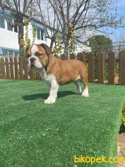 Bebek Surat Ingiliz Bulldog Yavrularimiz 3