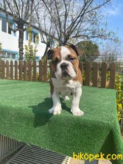 Bebek Surat Ingiliz Bulldog Yavrularimiz 1