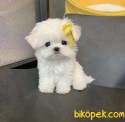 BEBEK SURAT MALTESE 3