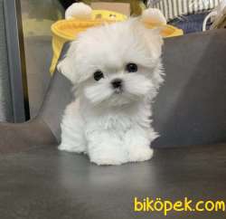 BEBEK SURAT MALTESE 2