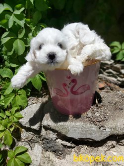 BEBEK SURAT MALTESE TERRIER YAVRULARIMIZ 1