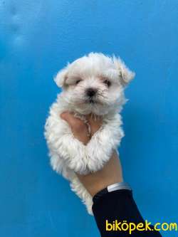 Bebek Surat Maltese Terrier Yavrularimiz 1