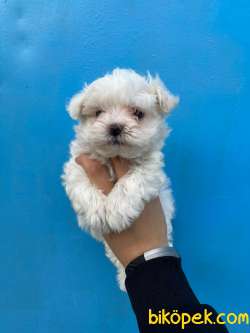Bebek Surat Maltese Terrier Yavrularimiz 3