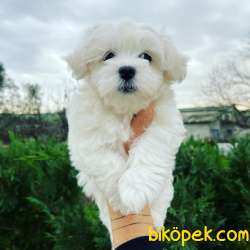 Bebek Surat Maltese Terrier Yavrularimiz 2