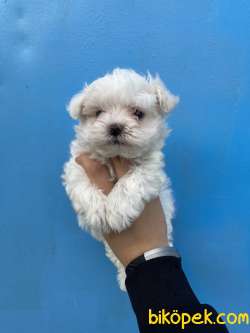 Bebek Surat Maltese Terrier Yavrularimiz 3