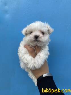 Bebek Surat Maltese Terrier Yavrularimiz 2