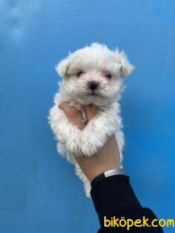 Bebek Surat Maltese Terrier Yavrularimiz 1