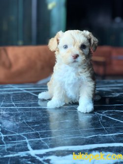 BEBEK SURAT MALTIPOO YAVRULARIMIZ 2