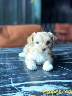 BEBEK SURAT MALTIPOO YAVRULARIMIZ 3