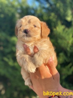 BEBEK SURAT MALTIPOO YAVRULARIMIZ 1