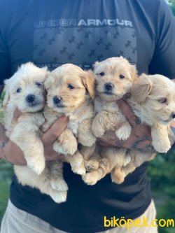 BEBEK SURAT MALTIPOO YAVRULARIMIZ 3
