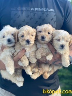 BEBEK SURAT MALTIPOO YAVRULARIMIZ 2