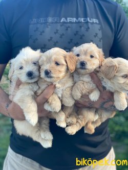 BEBEK SURAT MALTIPOO YAVRULARIMIZ 1