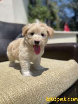 Bebek Surat Maltipoo Yavrularimiz 1