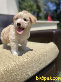 Bebek Surat Maltipoo Yavrularimiz 2