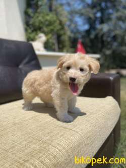 Bebek Surat Maltipoo Yavrularimiz 3