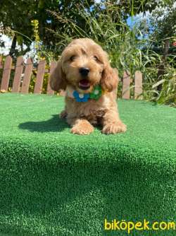 Bebek Surat Maltipoo Yavrularimiz 2