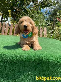 Bebek Surat Maltipoo Yavrularimiz 3