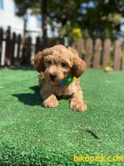 Bebek Surat Maltipoo Yavrularimiz 1
