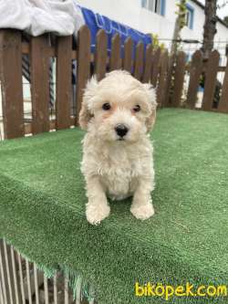 Bebek Surat Maltipoo Yavrularimiz 2