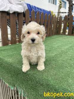 Bebek Surat Maltipoo Yavrularimiz 2