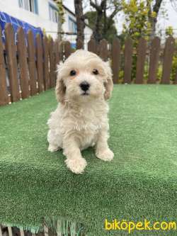 Bebek Surat Maltipoo Yavrularimiz 1