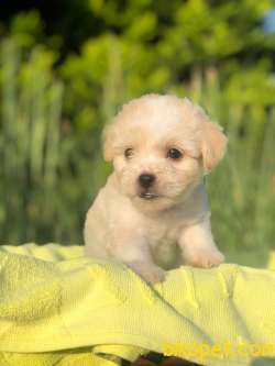 Bebek Surat Orijinal Maltipoo Yavrularimiz 2