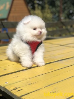 BEBEK SURAT ORJINAL POMERANIAN BOO YAVRULAR 2