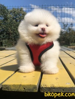 BEBEK SURAT ORJINAL POMERANIAN BOO YAVRULAR 3