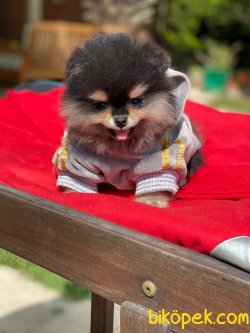 BEBEK SURAT ORJINAL POMERANIAN BOO YAVRULARIMIZ 3