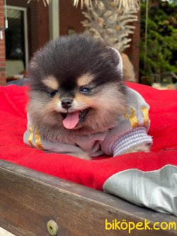 BEBEK SURAT ORJINAL POMERANIAN BOO YAVRULARIMIZ 1