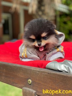 BEBEK SURAT ORJINAL POMERANIAN BOO YAVRULARIMIZ 2