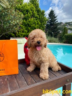 BEBEK SURAT ORJINAL SAFKAN TOY POODLE YAVRULARIMIZ 2