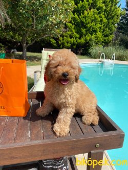 BEBEK SURAT ORJINAL SAFKAN TOY POODLE YAVRULARIMIZ 3