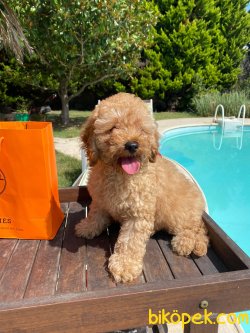 BEBEK SURAT ORJINAL SAFKAN TOY POODLE YAVRULARIMIZ 1