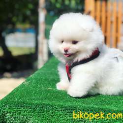 Bebek Surat Pomeranian Boo Yavrularimiz 2
