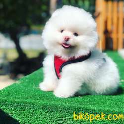 Bebek Surat Pomeranian Boo Yavrularimiz 3