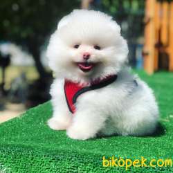 Bebek Surat Pomeranian Boo Yavrularimiz 1