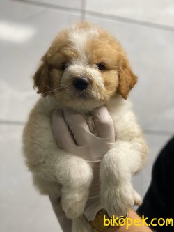 BEBEK SURAT POODLE YAVRULARIMIZ 3