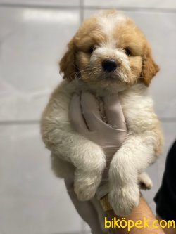BEBEK SURAT POODLE YAVRULARIMIZ 1