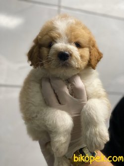 BEBEK SURAT POODLE YAVRULARIMIZ 2
