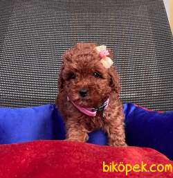 BEBEK SURAT RED ERKEK TOY POODLE 2