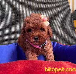 BEBEK SURAT RED ERKEK TOY POODLE 4