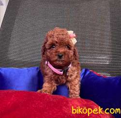 BEBEK SURAT RED ERKEK TOY POODLE 3