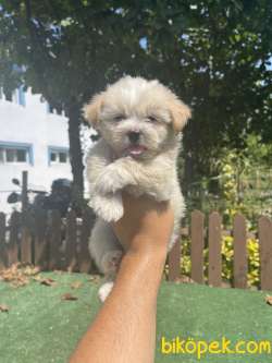 Bebek Surat Safkan Maltipoo Yavrularimiz 2