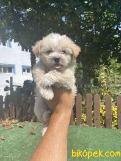Bebek Surat Safkan Maltipoo Yavrularimiz 1