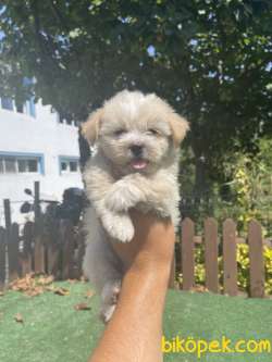 Bebek Surat Safkan Maltipoo Yavrularimiz 3