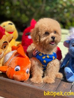 BEBEK SURAT SAFKAN TOY POODLE YAVRULARIMIZ 1