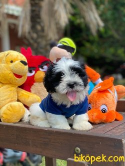 BEBEK SURAT SHIH-TZU YAVRULARIMIZ 3